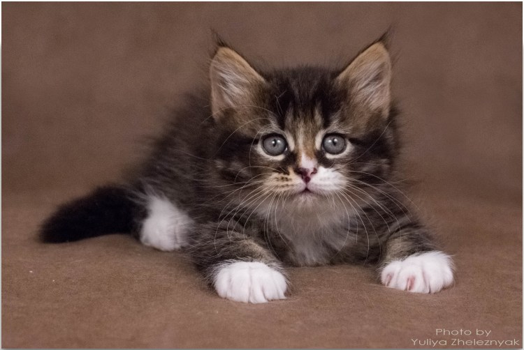 Сибирский Нибелунг длинношерстный