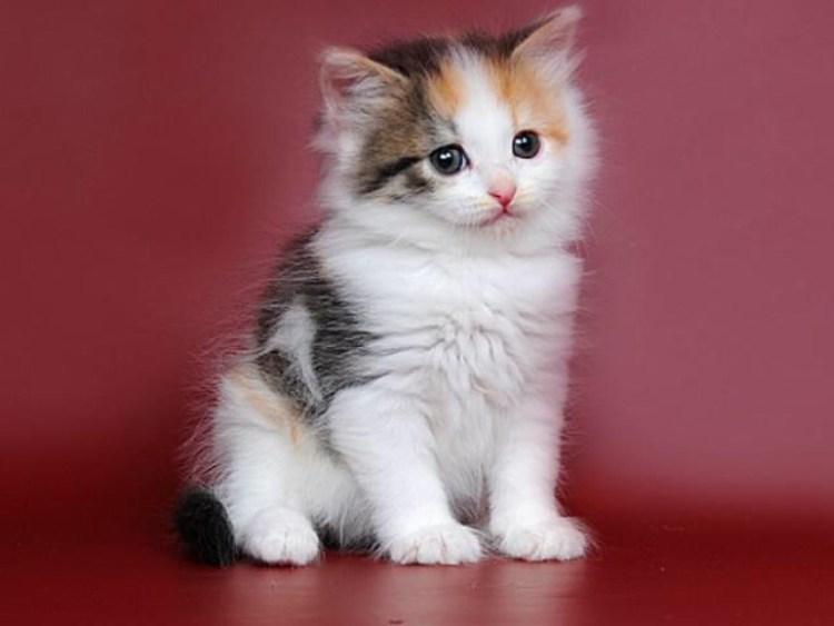 Длинношёрстные котята сибирской кошки