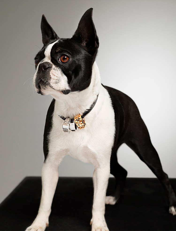 Бостон терьер и бульдог