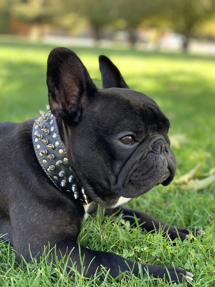 Французский бульдог