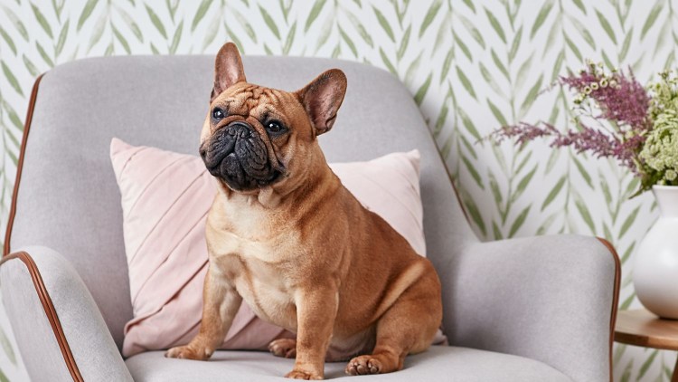 Нормандский бульдог