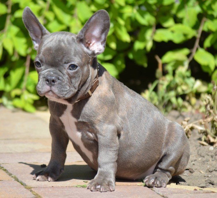 Французский бульдог Чивас