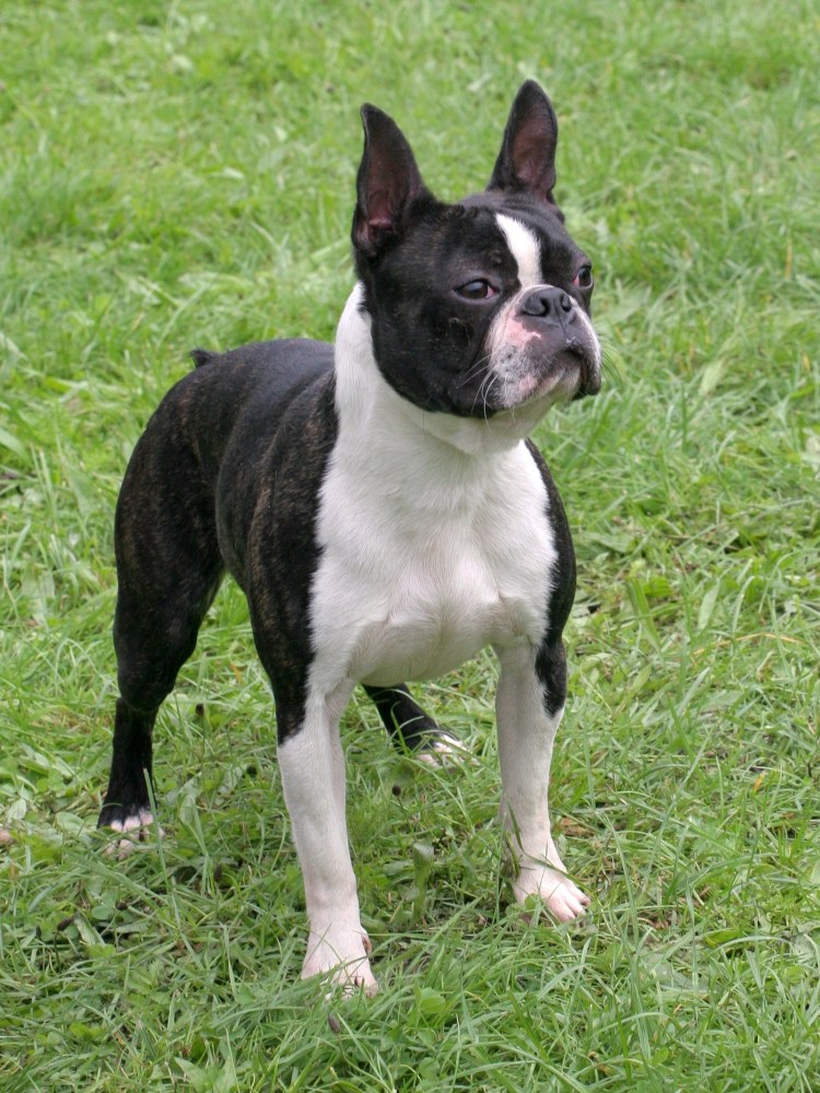 Бостон терьер палевый