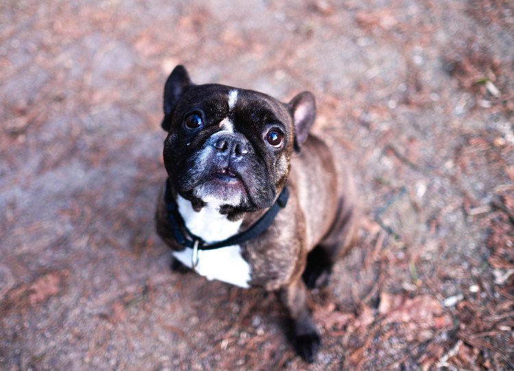 Бойцовый французский бульдог
