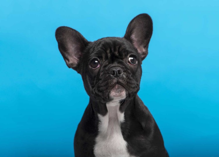 Французский бульдог
