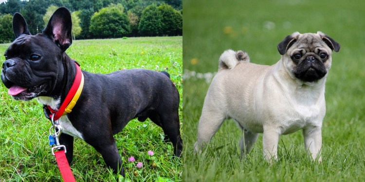 Порода похожая на МОПСА