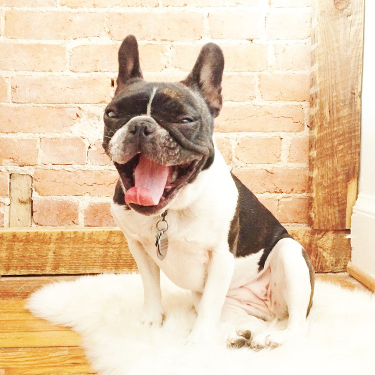 Стафф и французский бульдог