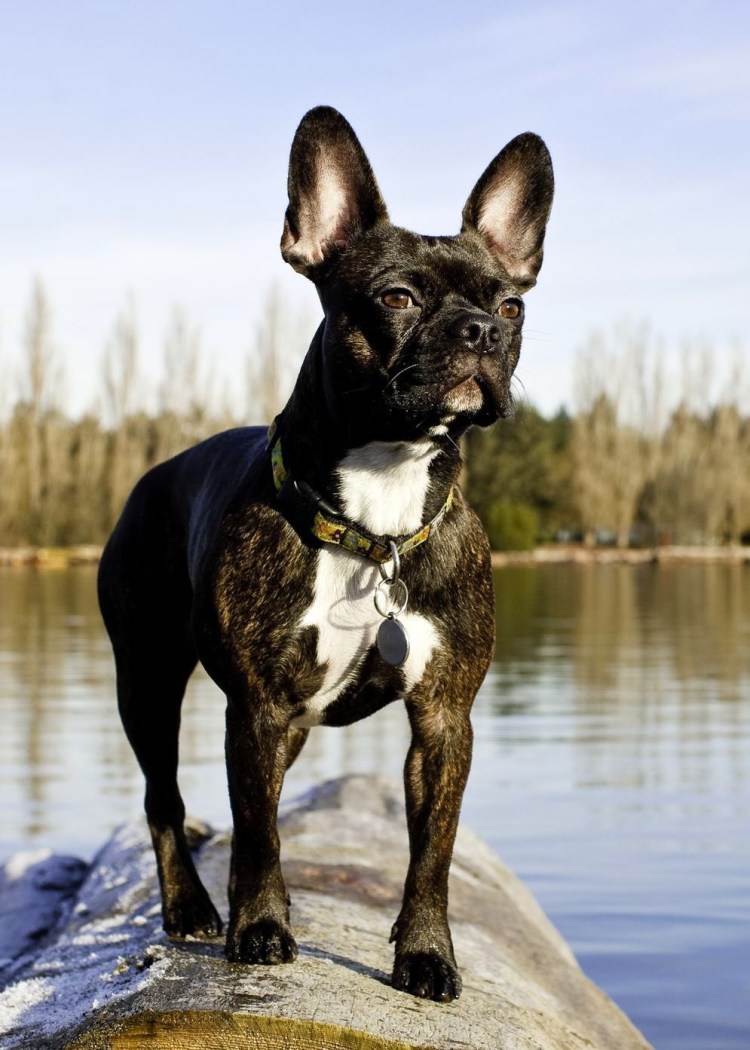 Бостон терьер тигровый окрас