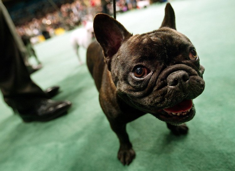 Планета собак французский бульдог