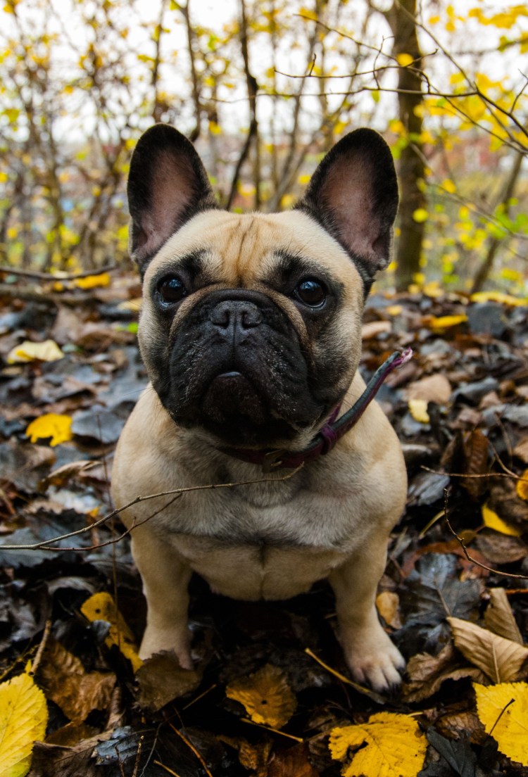 Помесь французского бульдога