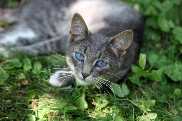 Охос азулес серый