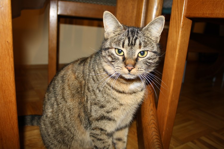 Европейская короткошерстная табби тигровый