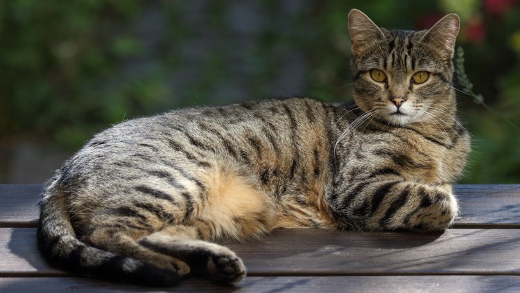 Кошка европейская короткошерстная серая полосатая