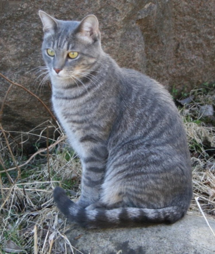 Серый полосатый кот