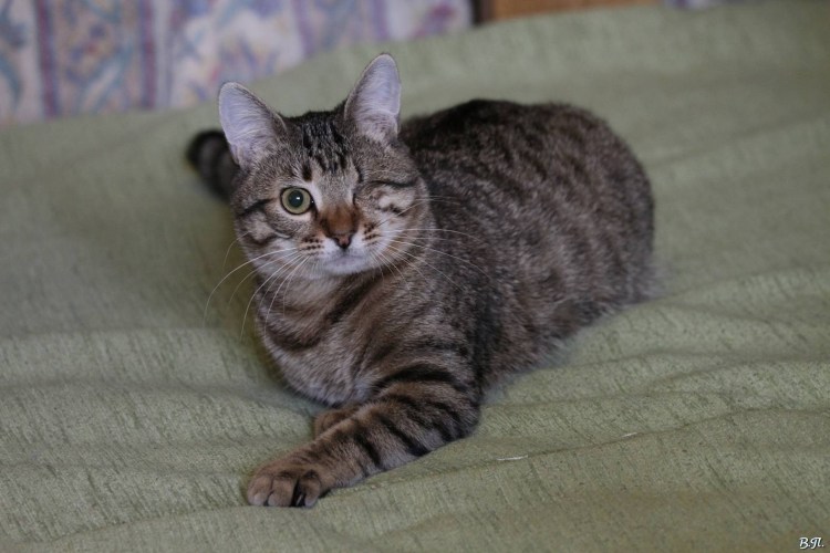 Сибирский Крысолов короткошерстный серый