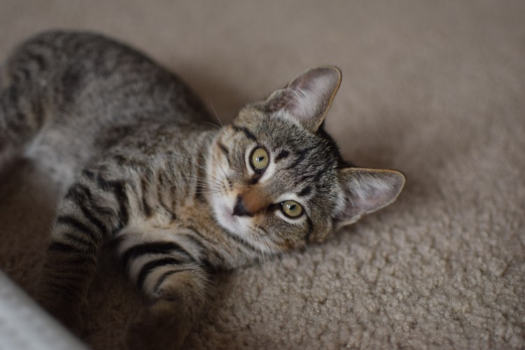 Сибирская короткошерстная кошка серая