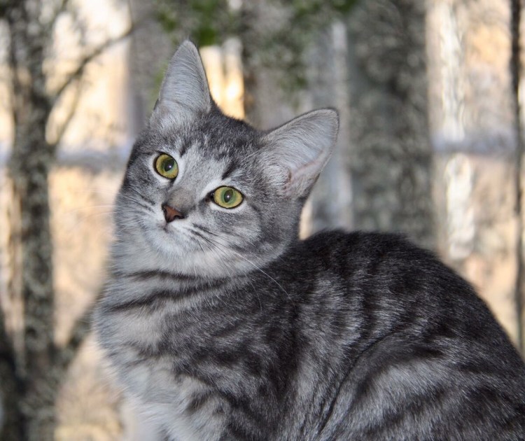 Азиатская дымчатая табби кошки