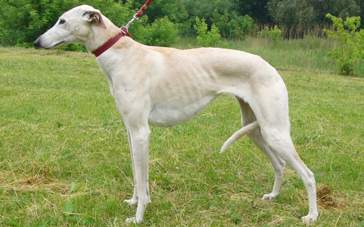 Хортая борзая собака