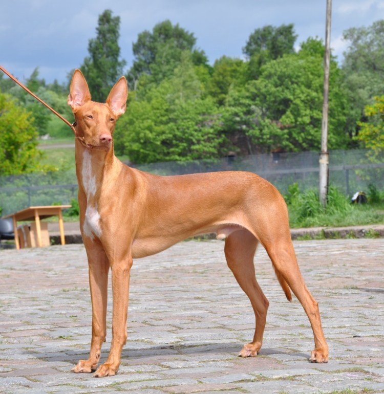 Собака египетских фараонов