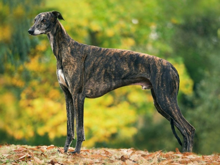 Грейхаунд собака фото