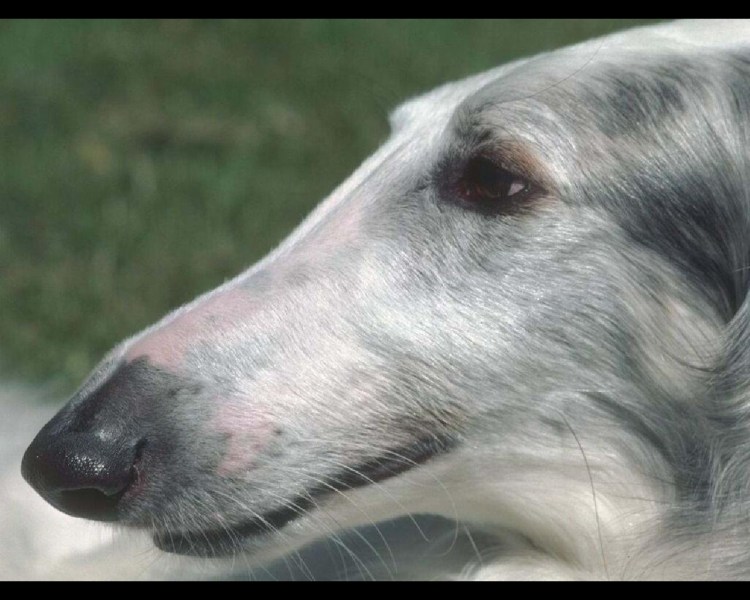 Русская псовая борзая с длинной мордой