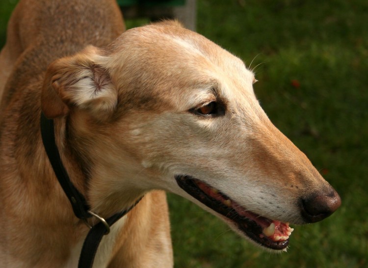 Харт порода собак