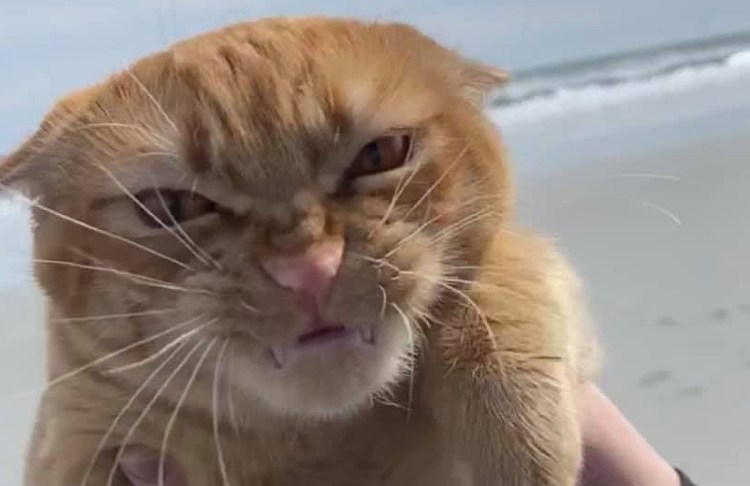 Барсик фу море