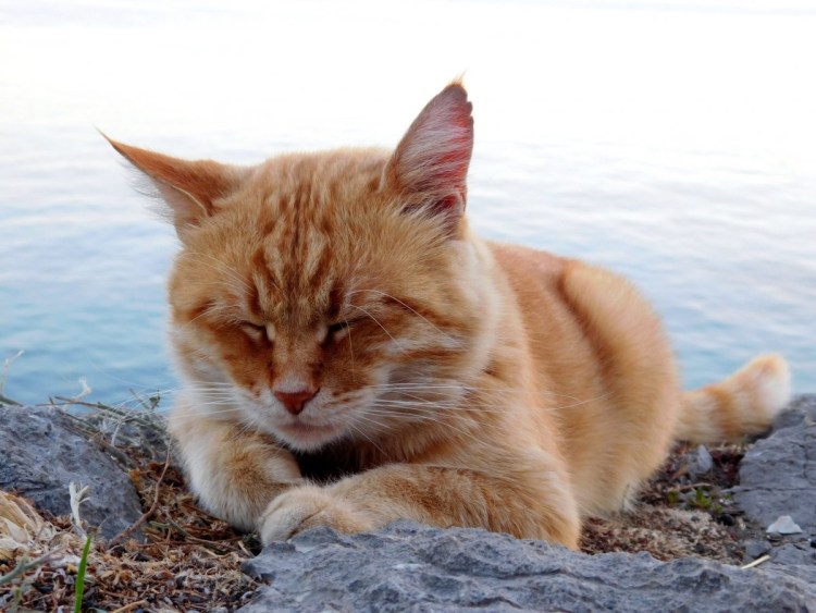 Кот щурится