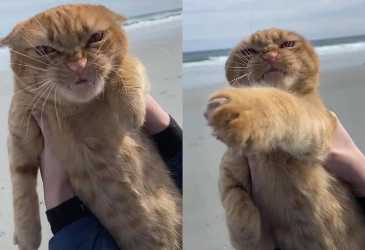 Недовольный кот на пляже