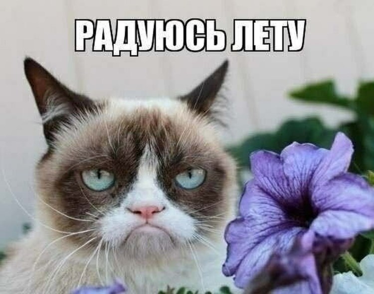 Grumpy Cat улыбается