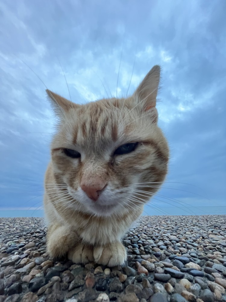 Недовольный рыжий кот на море