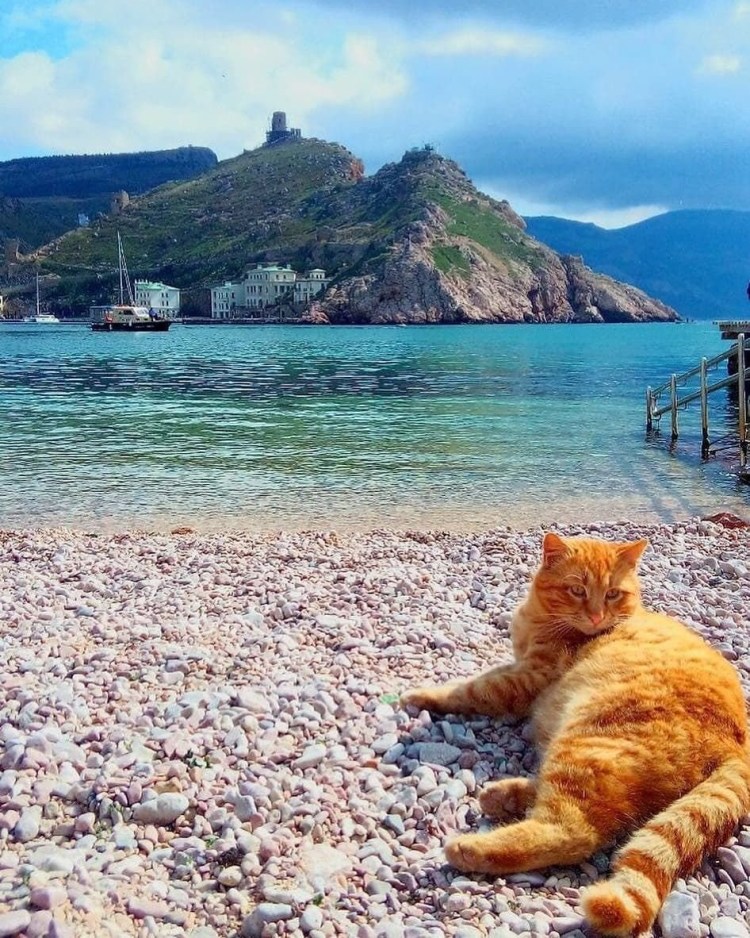 Кот на отдыхе