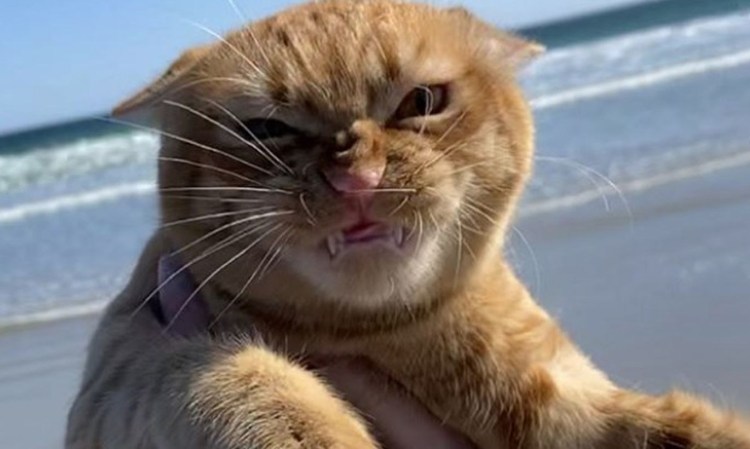 Фу море фу солнце кот Мем