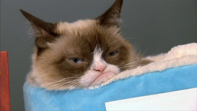 Два кота на море