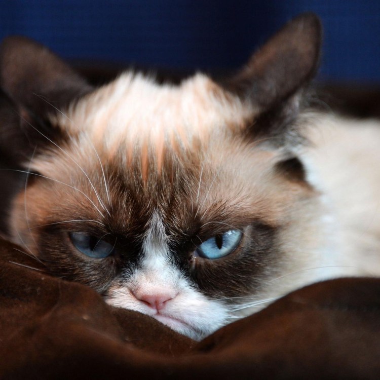 Грампи Кэт и бисмарк