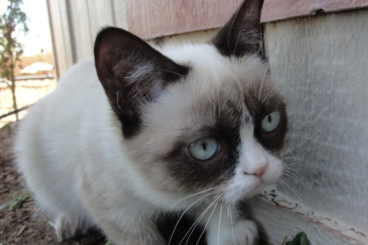 Стикер недовольный кот