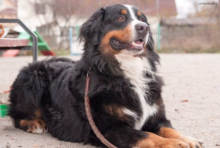 Бернский зенненхунд Барон