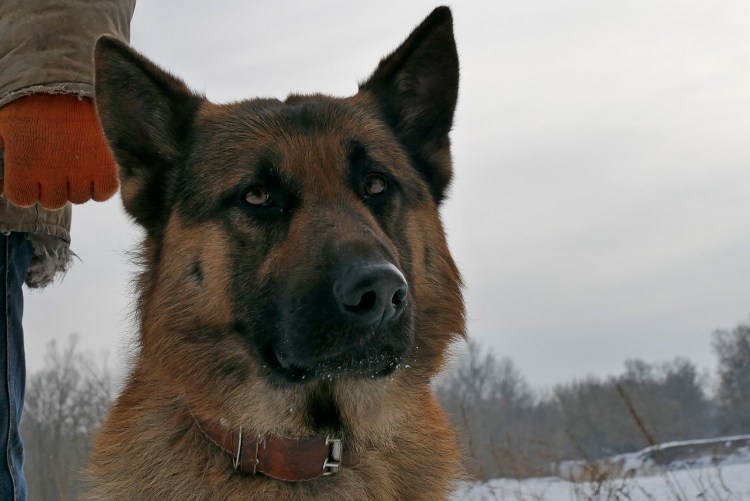 Бернский зенненхунд Барон