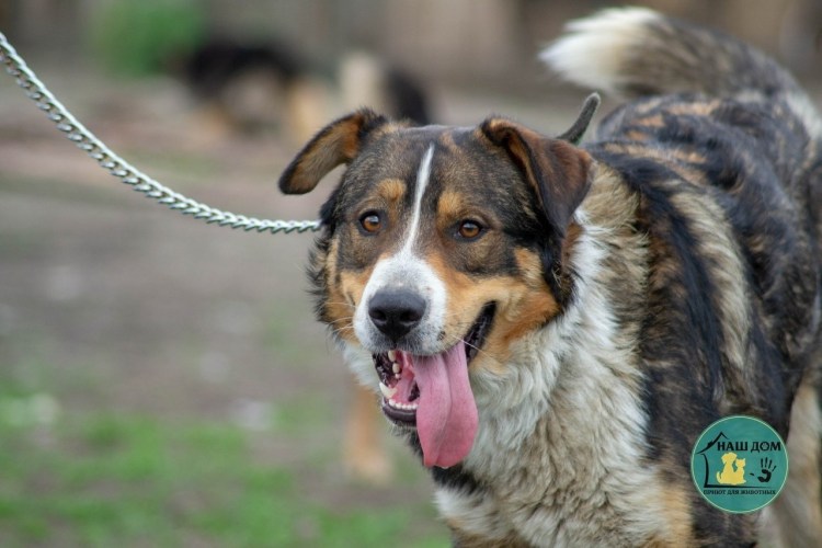 Собака с высунутым языком