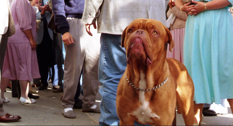 Собака Барон из счастливы вместе могила