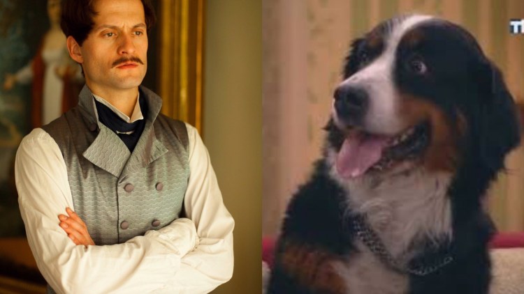 Бернский зенненхунд Барон букины