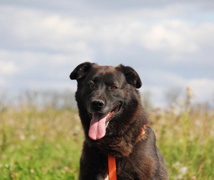 Бернский зенненхунд