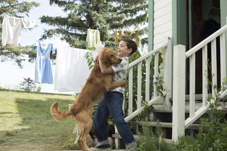 Вельш корги парочка