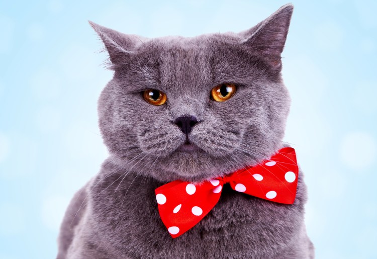 Британская кошка