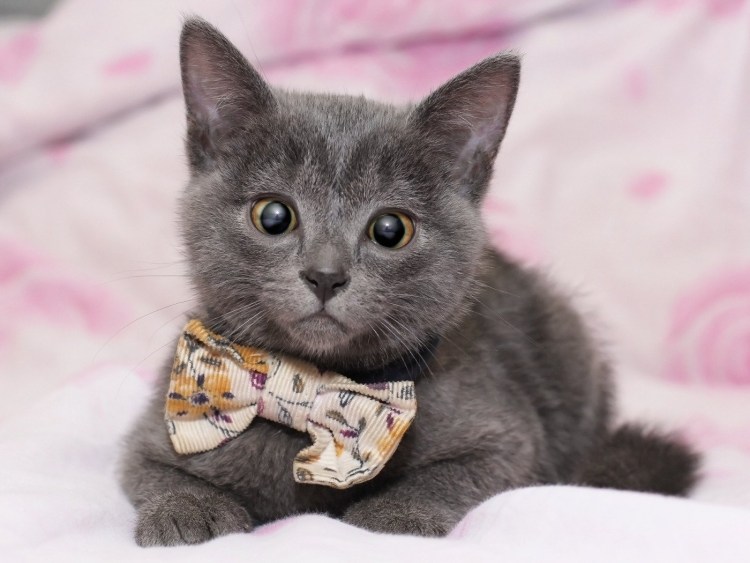 Серые котятки