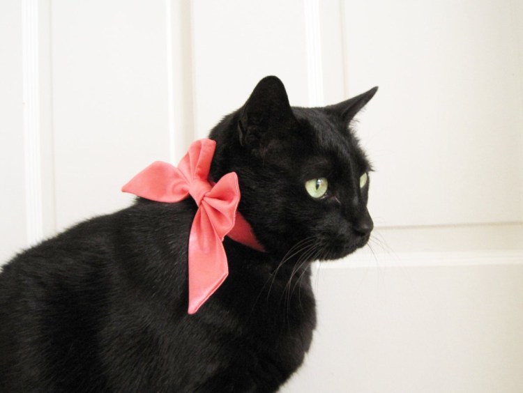 Кот с бантиком