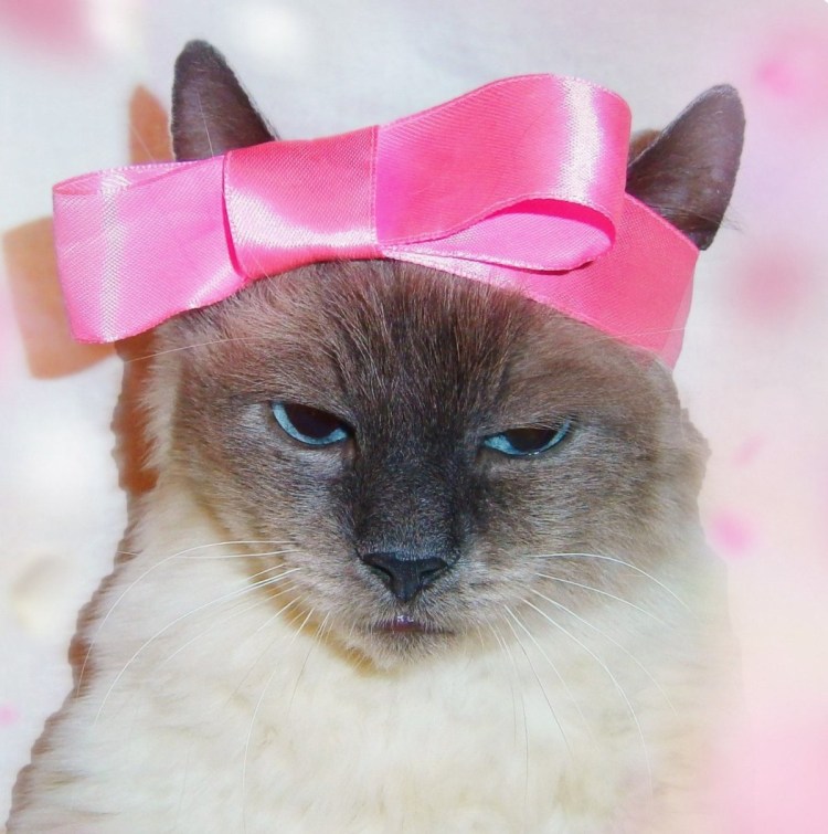 Кошечка с бантиком
