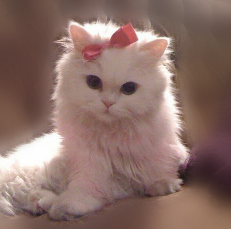 Белый котенок с бантиком