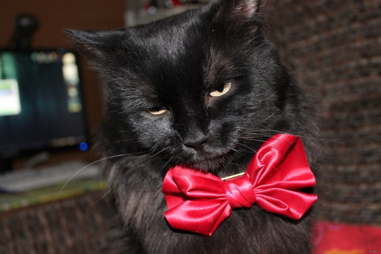 Котик с бантиком