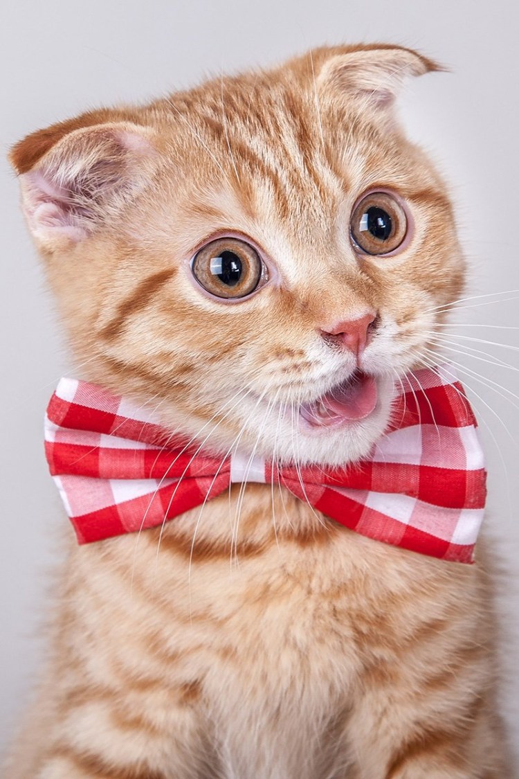 Рыжая кошка с бантиком
